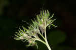 Eastern waterleaf